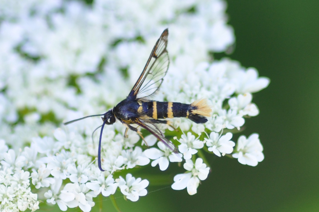 Sesiidae da identificare